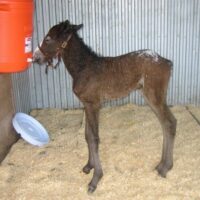 Success! Our orphan newborn Curly Horse began nursing from a cooler before installation was even finished!