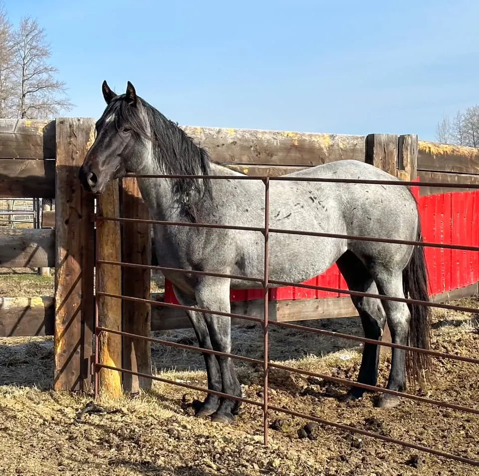 image of a blue roan horse standing at a fence gate