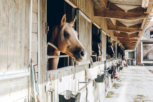 horses on stall rest are prone to boredom and developing vices