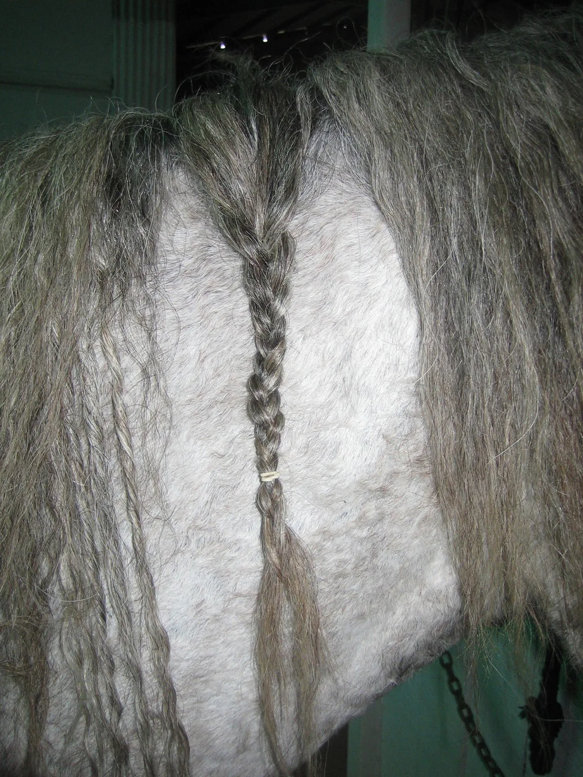 Braid until mane things, then band.