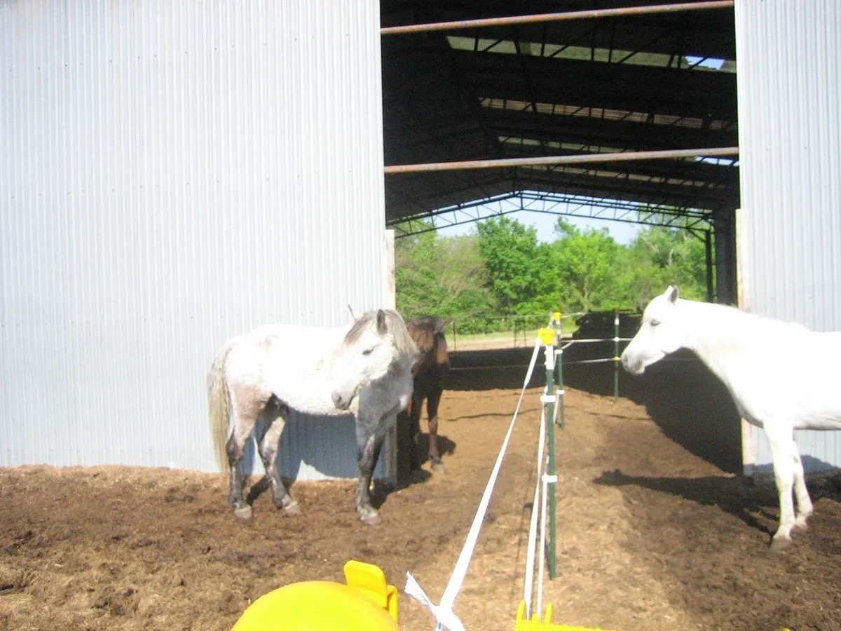 This basic barn is used for group stabling for multiple herd groups via the use of electric tape the divides the barn into four sections, each open to an outdoor area. 