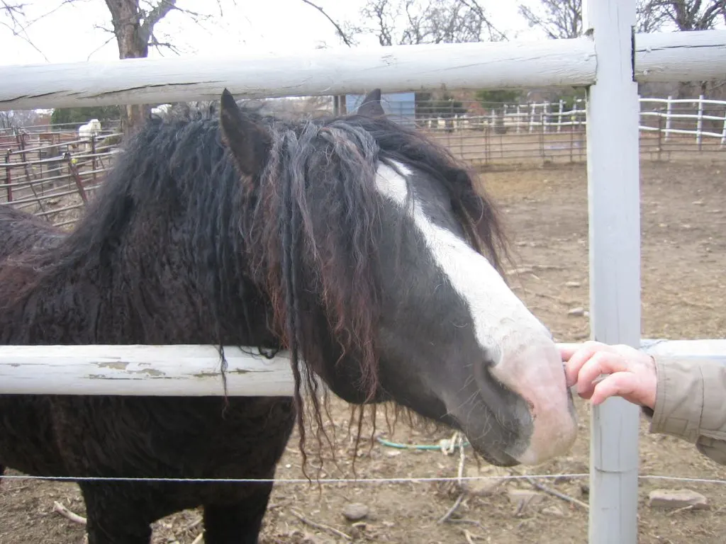 cf 2006 okie curly stallion long mane 3966