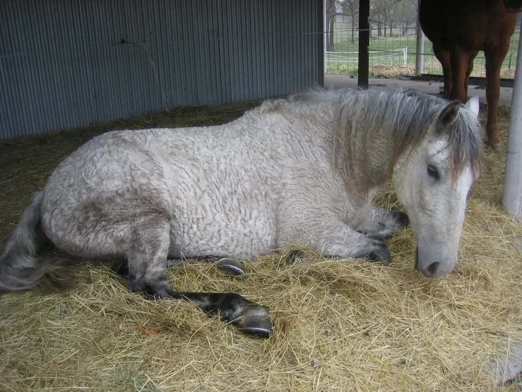 A horse lying on their sternum.