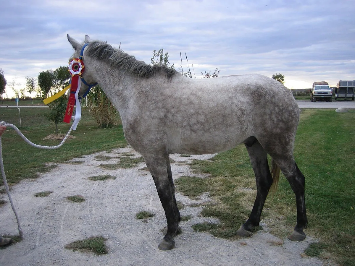 A grey horse with dapples.