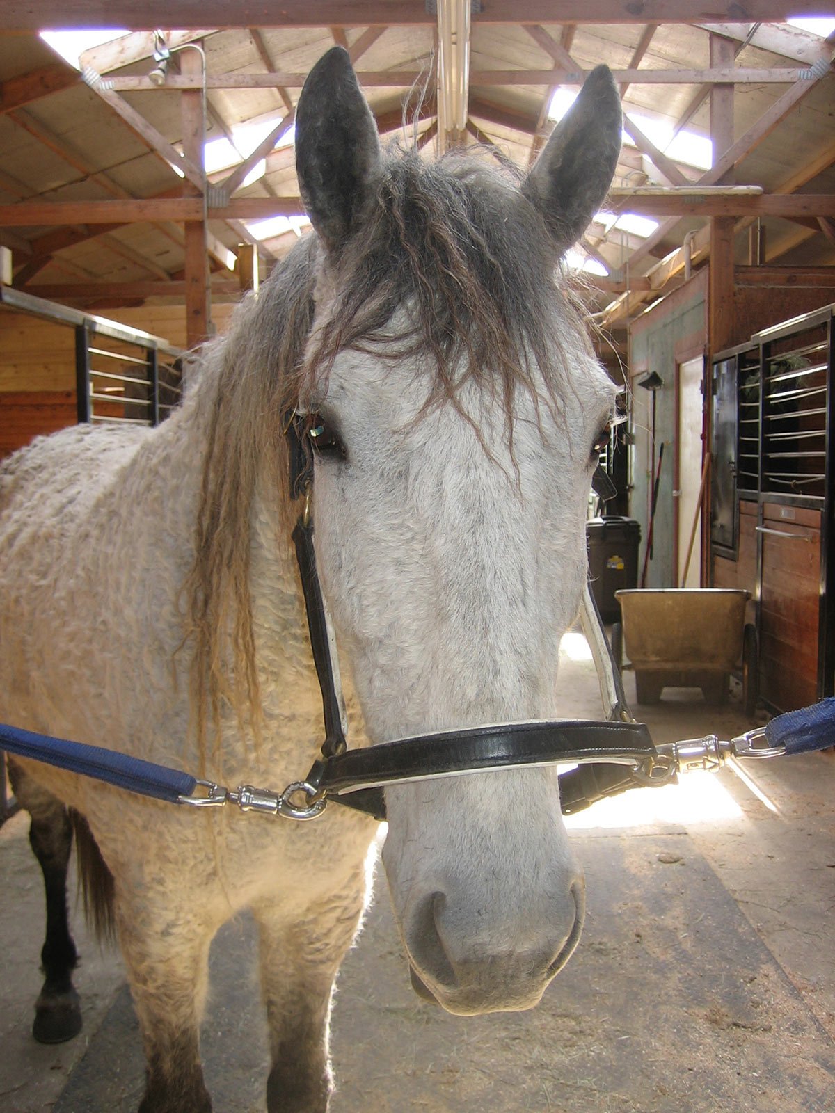 A horse in a leather halter in cross ties.