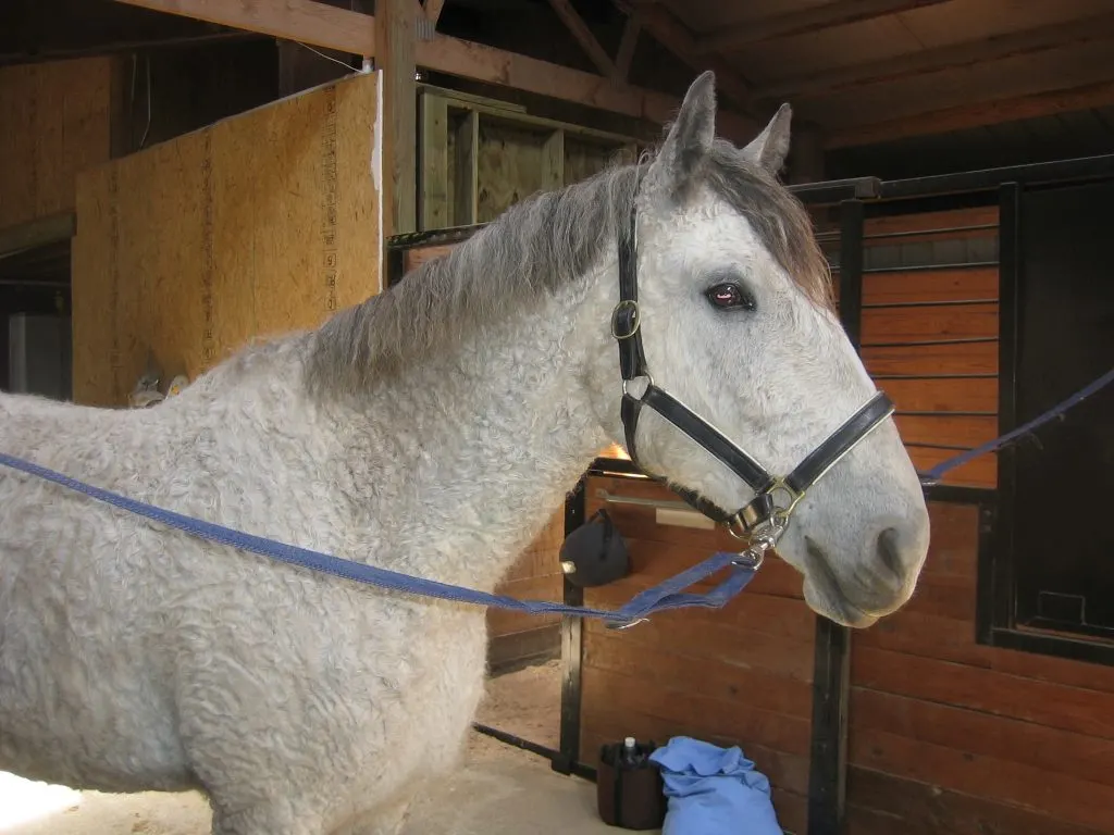 Horse manes are often thinned by pulling in order to create an even length and tidy thickness.