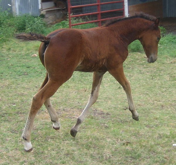 A baby horse plays in a green field.