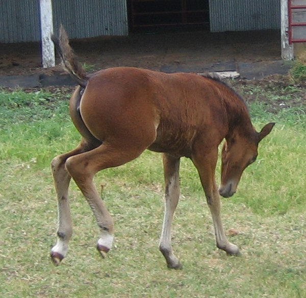 A baby horse plays in a green field.