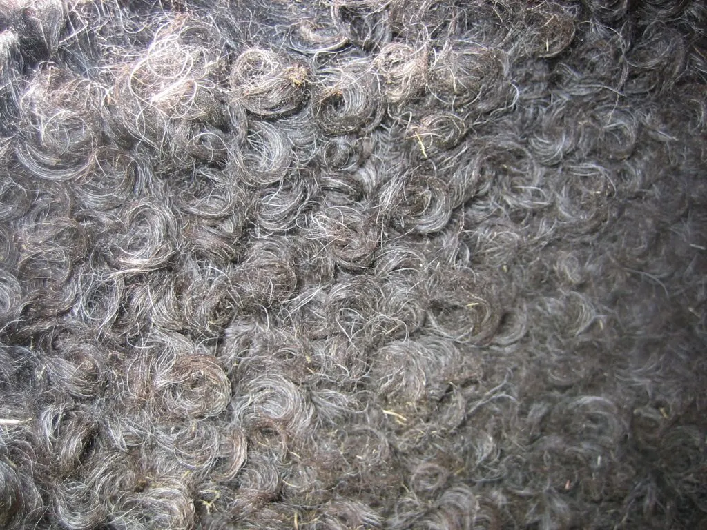closeup of an extreme curly horse's coat