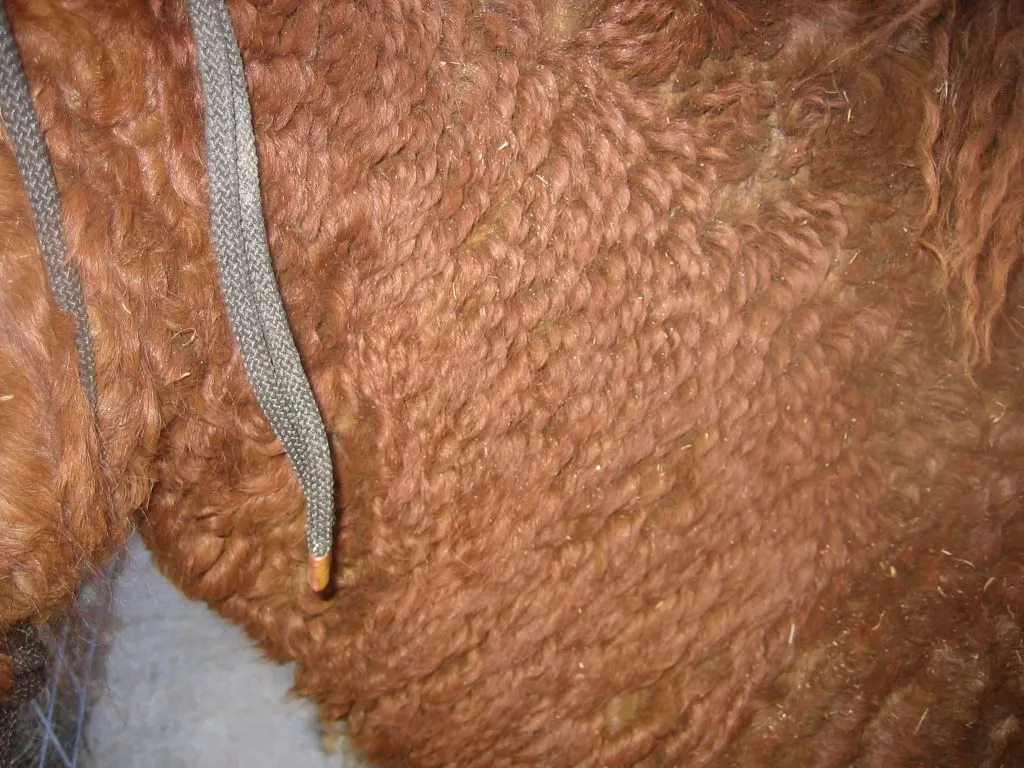illustrates a close up of a moderately curly horse's coat