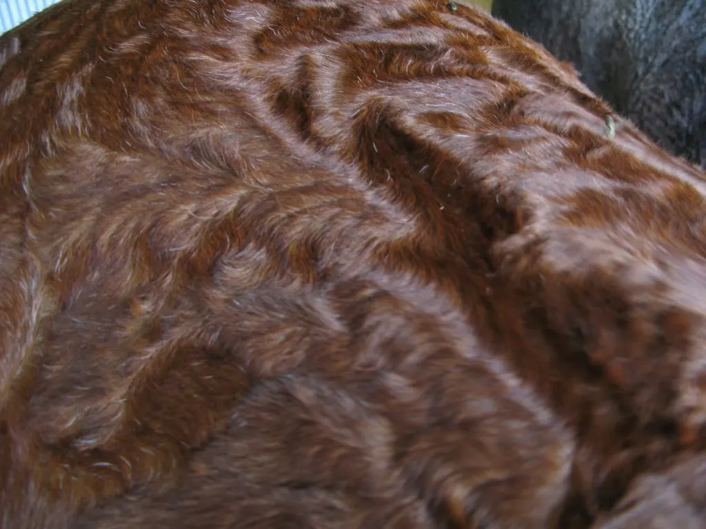 In summer, curly horse's coats may appear waved or like crushed velvet