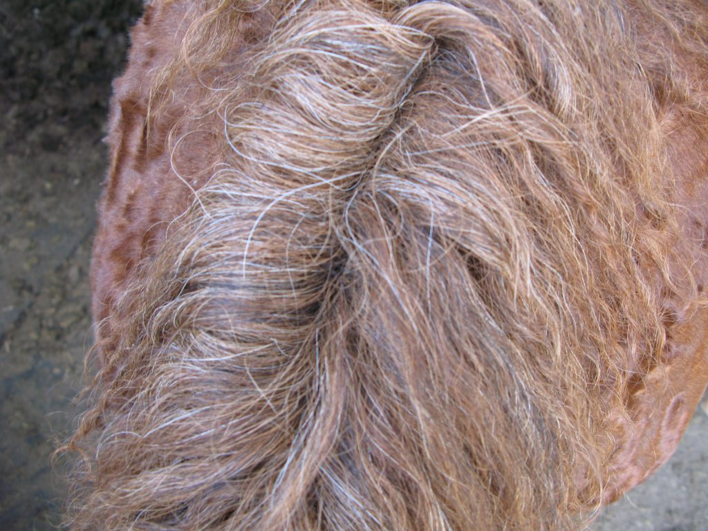 Instead of sweeping down one side or another, some horse's manes split down the middle- like in the case of the mane of this strawberry roan mare.