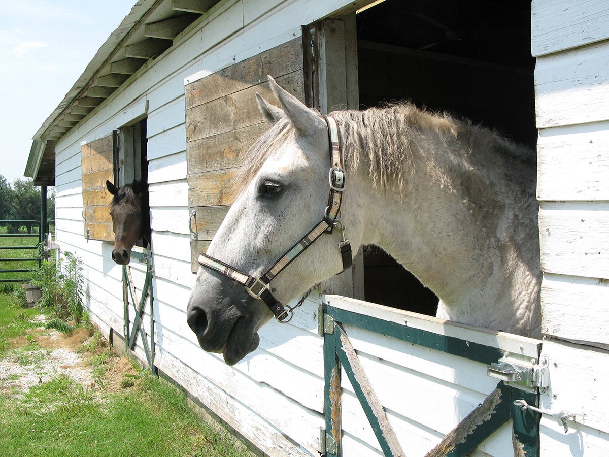 breezy and open indoor stalls, preferably with a box fan, are a good way to help horses cope with high temperatures.