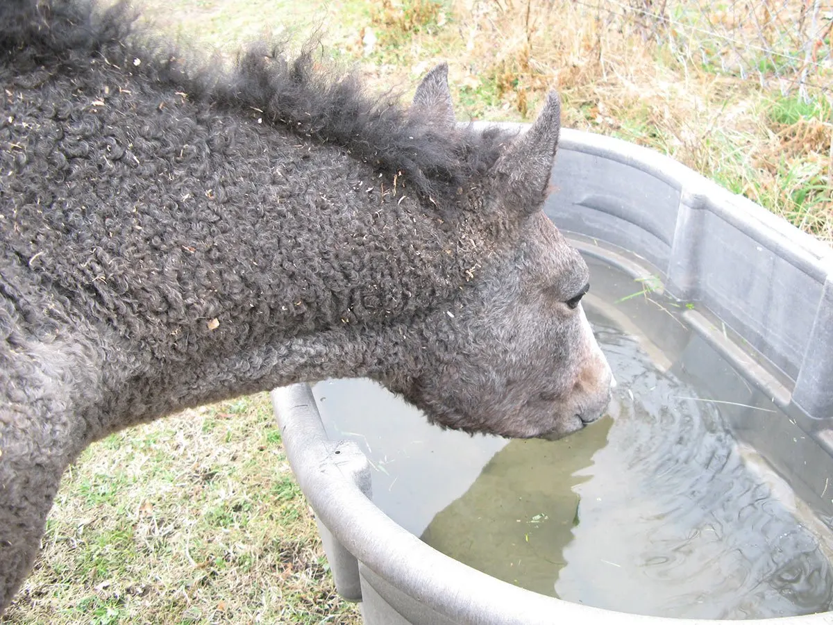  Curly mare drinks from a recently refilled trough