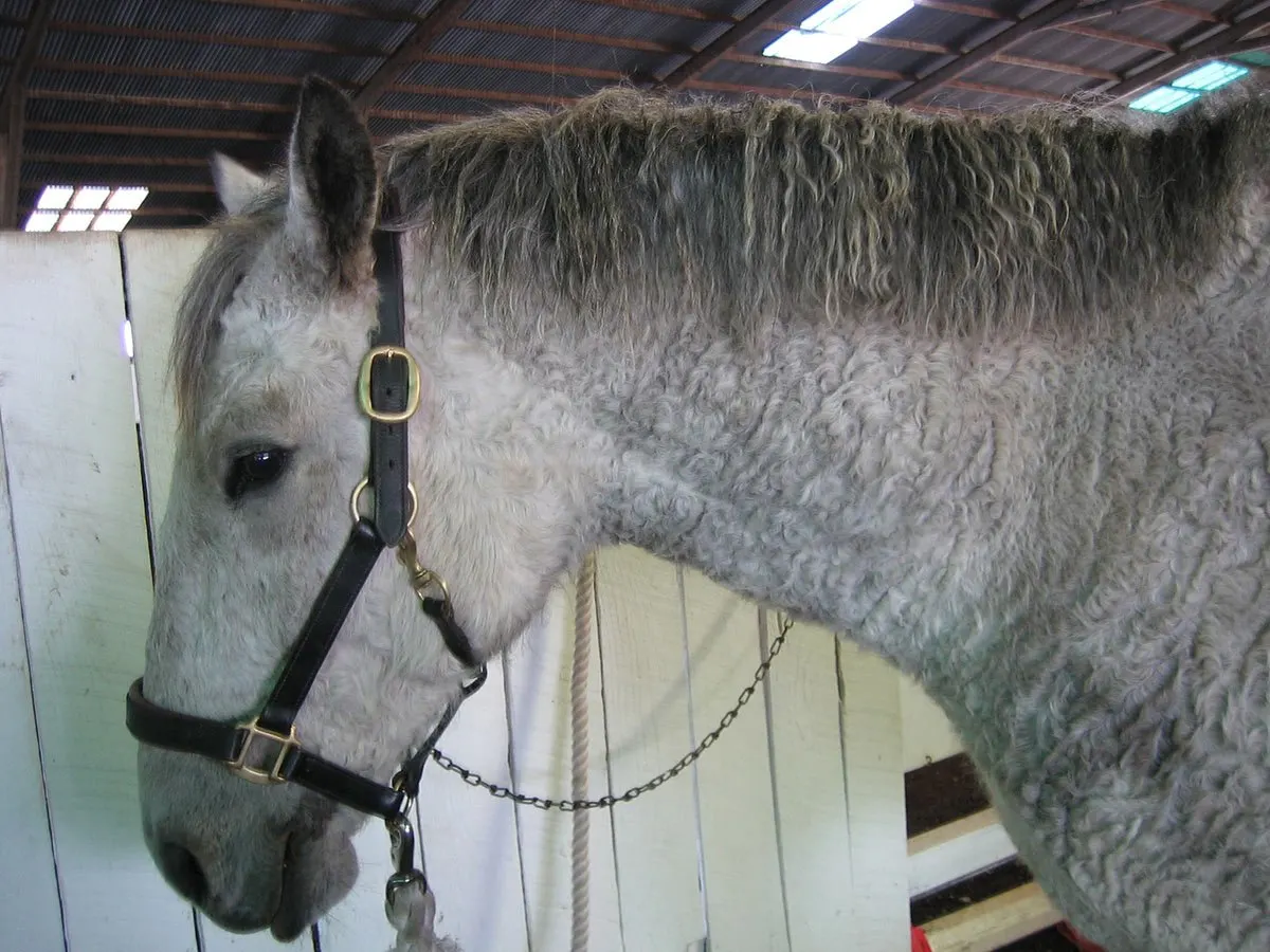 A winter coat on a grey curly horse.