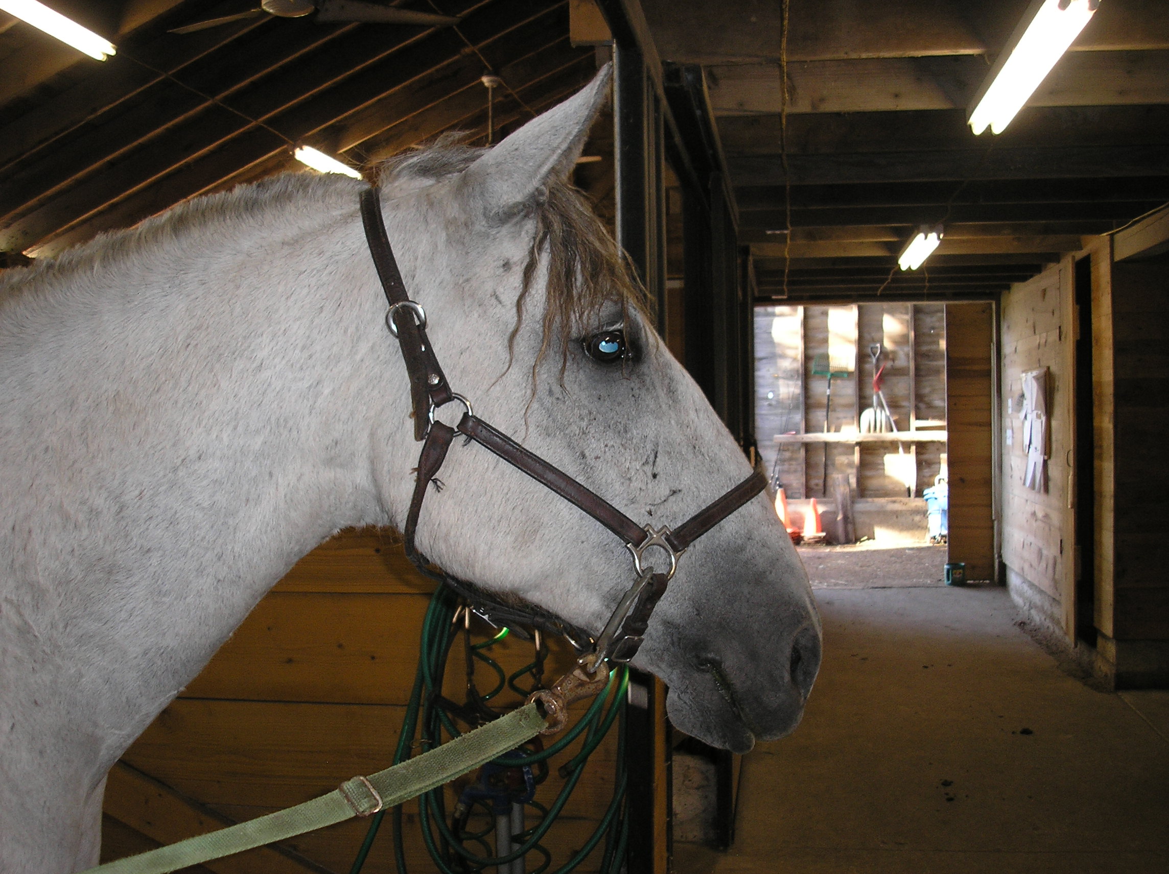 image of a curly horse int eh summer with curls shedded