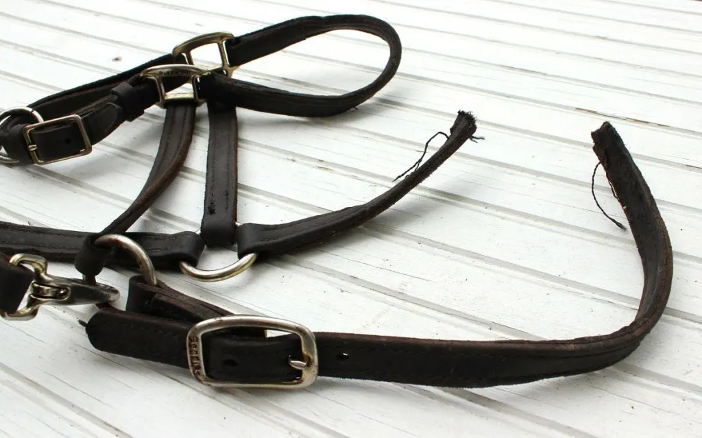 A broken halter in a table demonstrates how Learning to perform simple repairs on tack and equipment can save money on horse costs. 