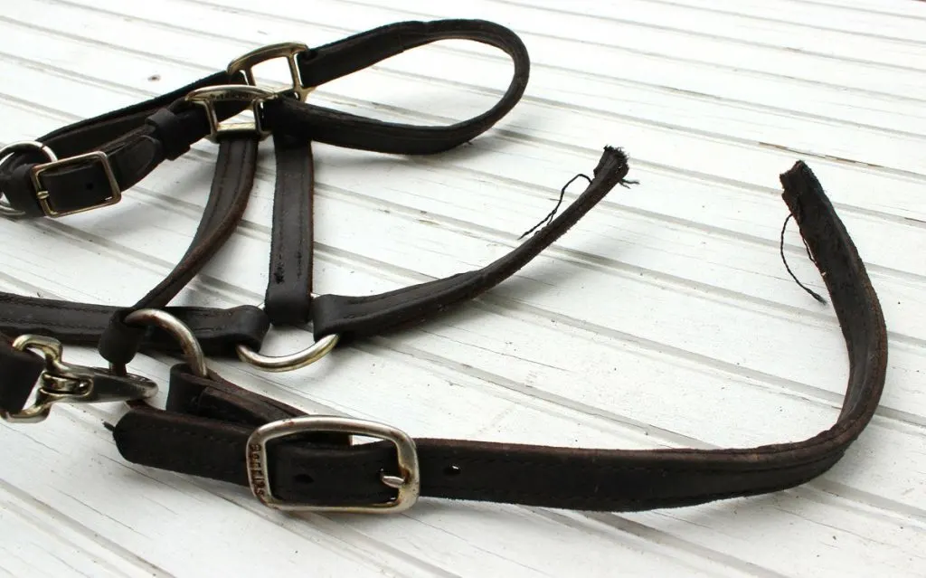  close-up of broken halter crown