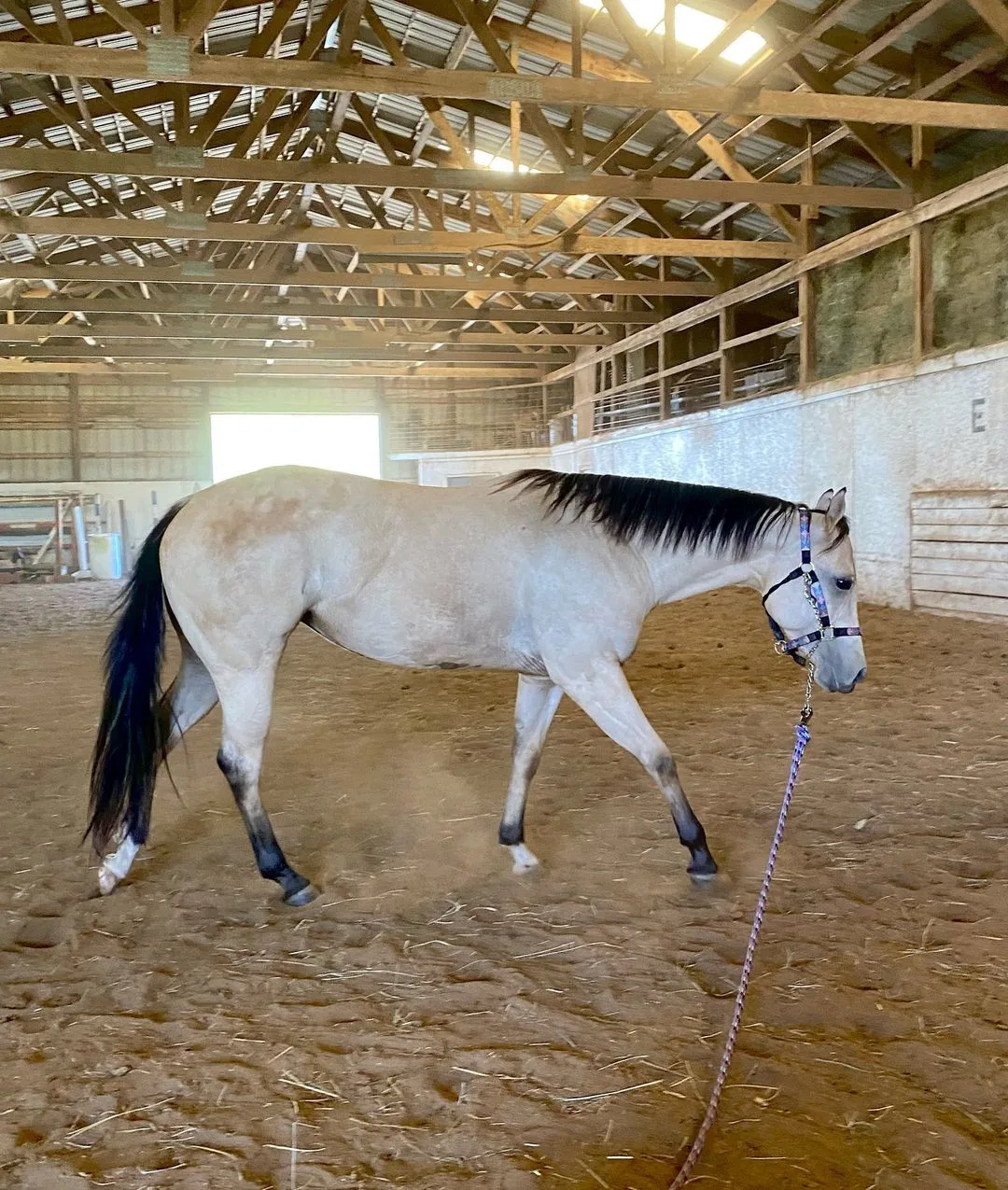 Image of a Buttermilk Buckskin horse in an arena.