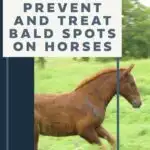 Preventing and treating horse bald spots