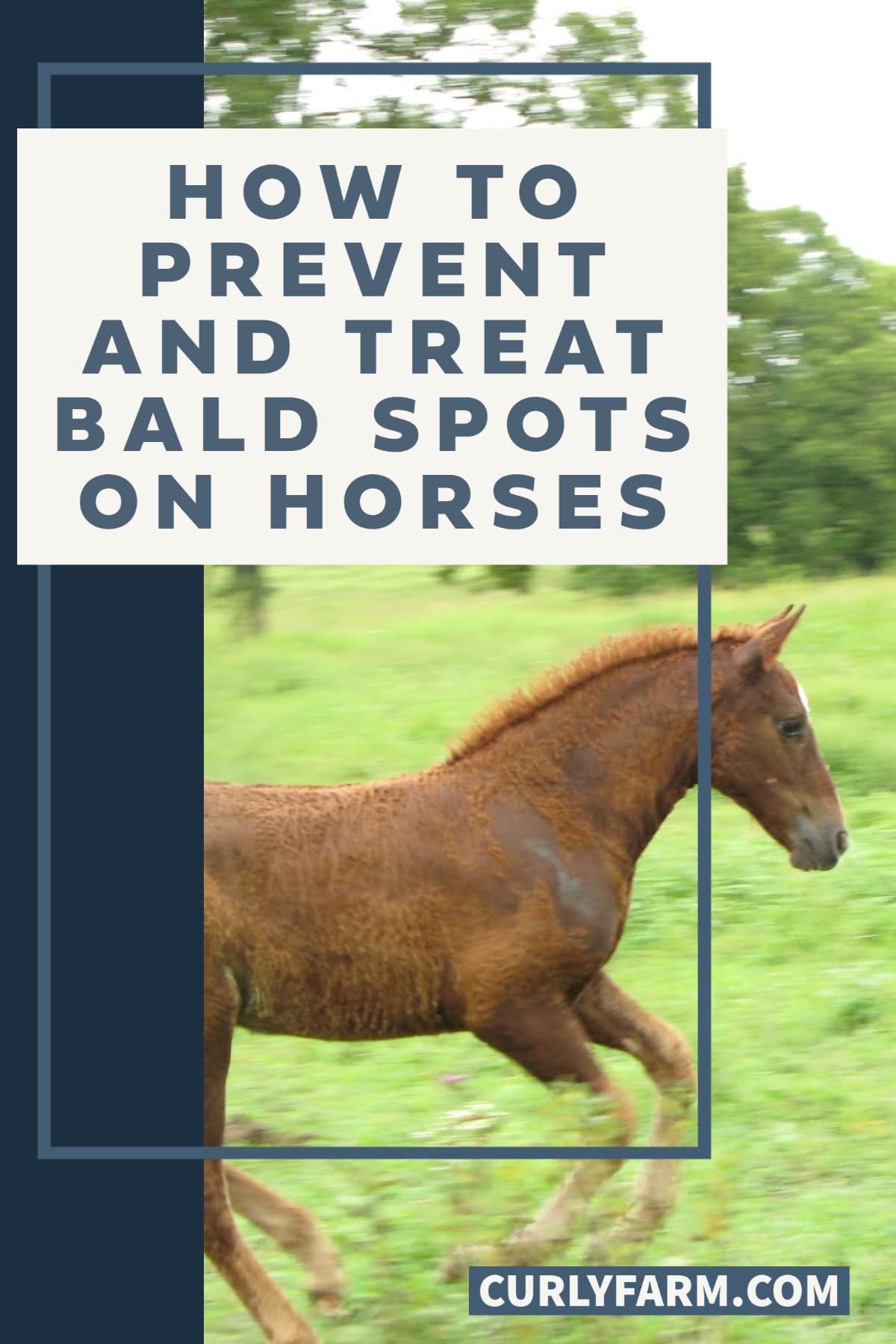 Horse Hair Loss Ideas for Treating Bald Spots and Thinning Tails