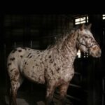 Leopard appaloosa bashkir curly horse dramatically lit in a dark barn.