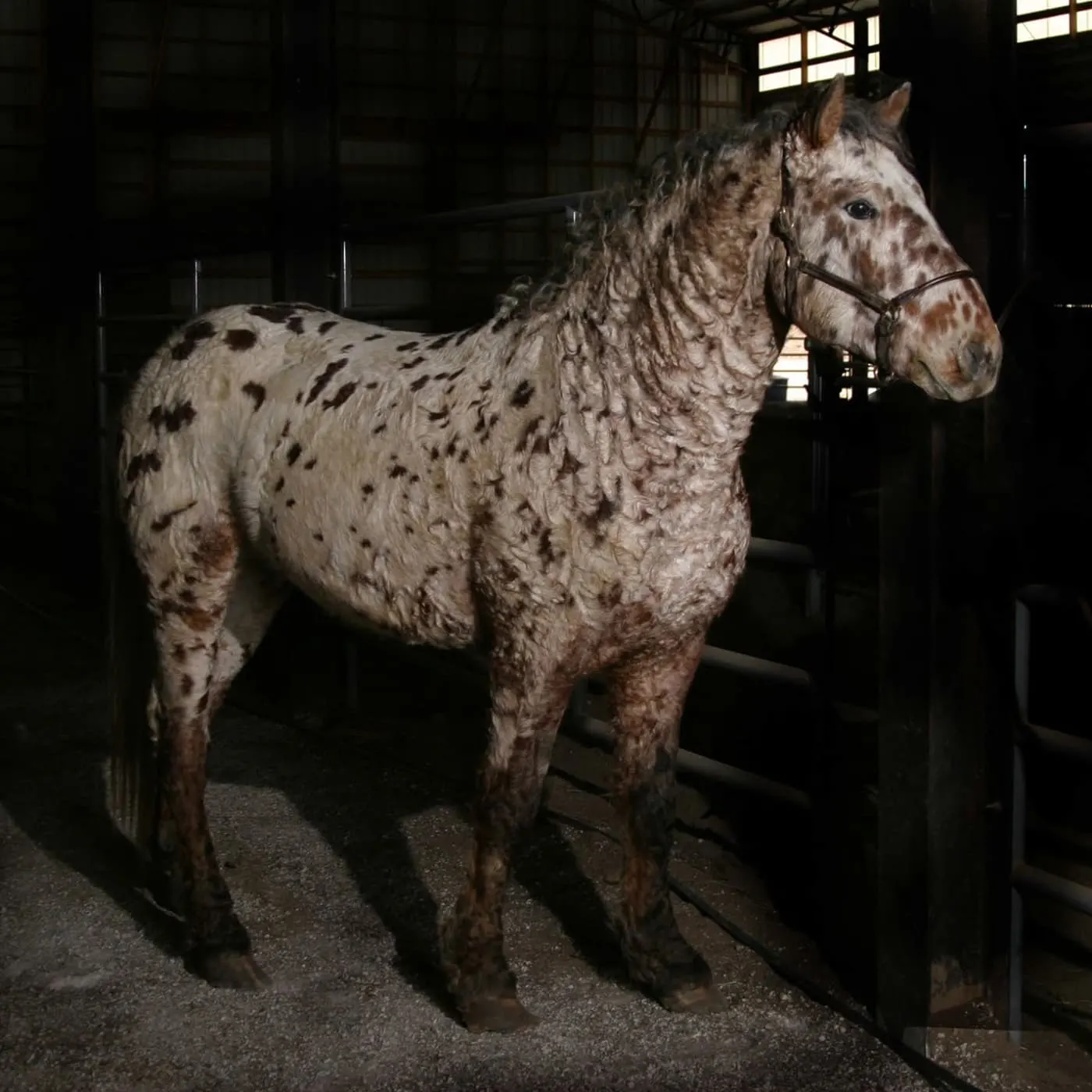 Leopard appaloosa bashkir curly horse dramatically lit in a dark barn.