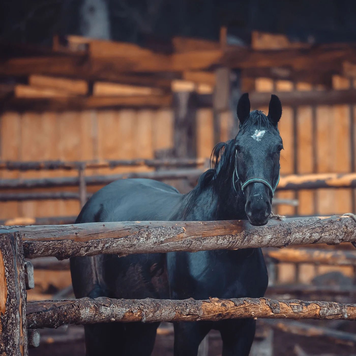 black horse behind a split rail fence.