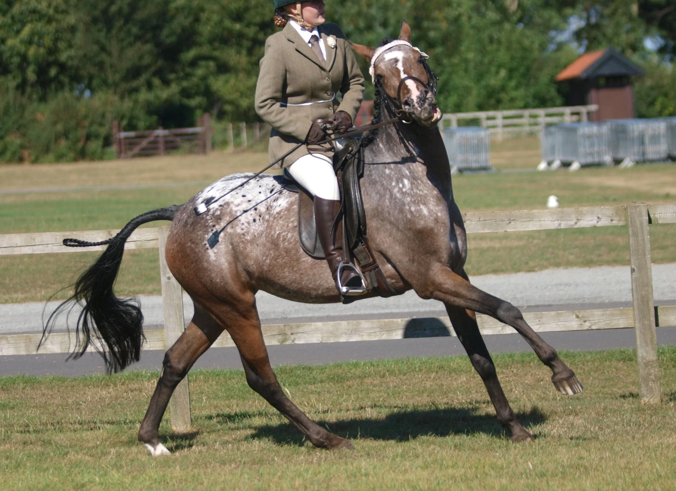 A free horse bolts as a rider attempts to slow them.