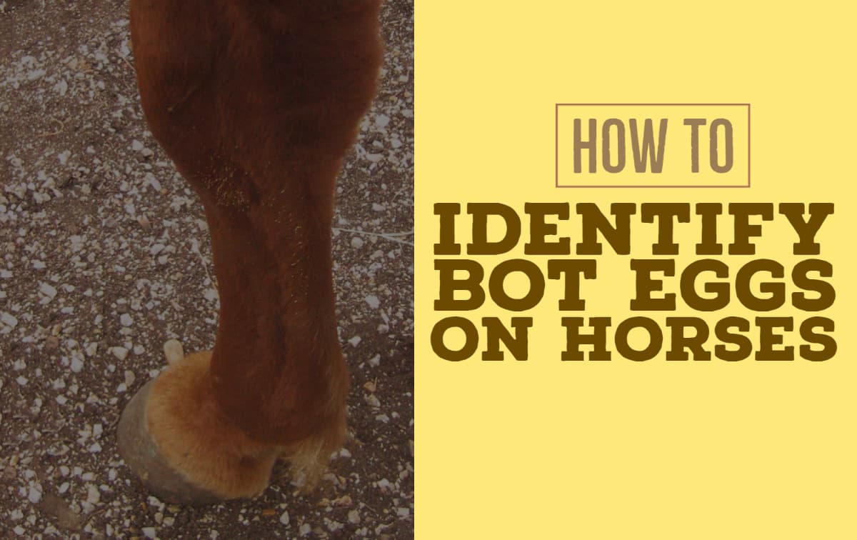 How to Recognize Bot Eggs on a Horse