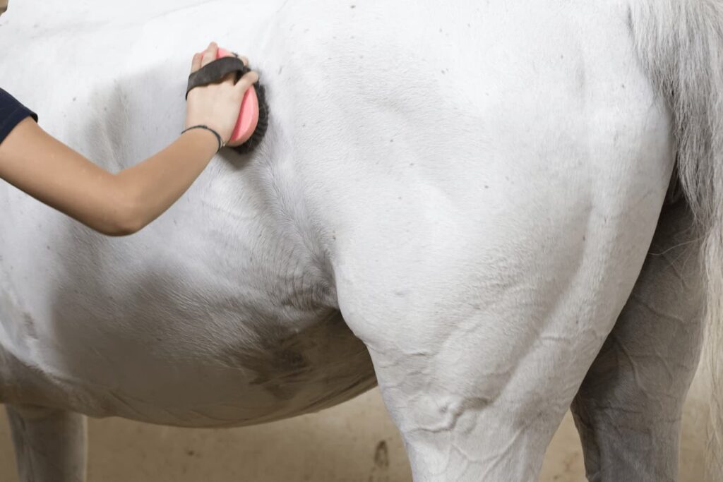 Closeup image of a person brushing a white horse. 