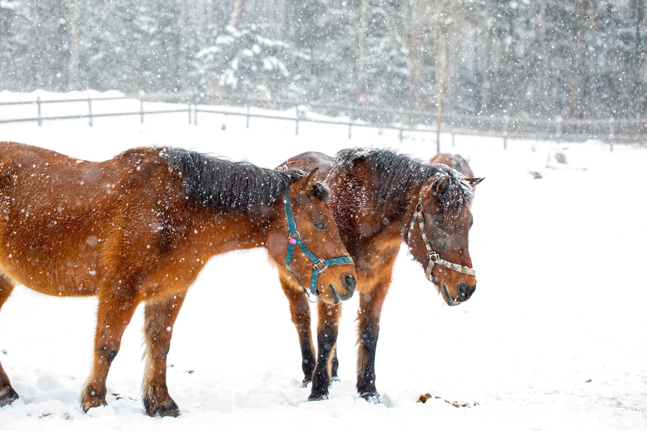 Horses with their heads down in snow during a deep freeze in the midwest.