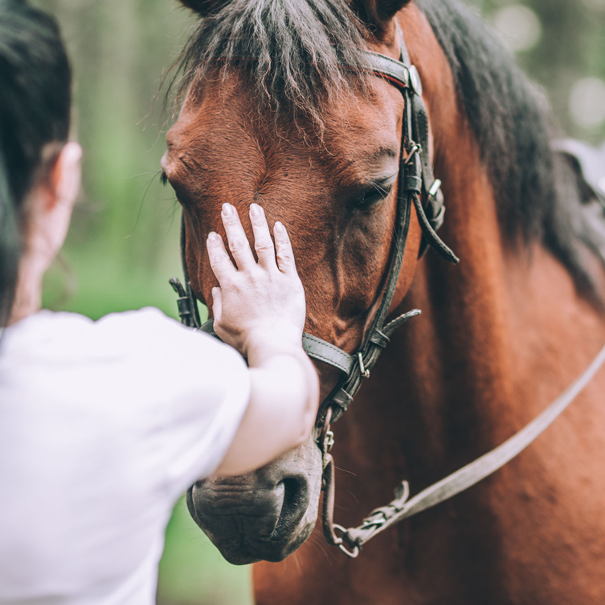 8 Things to do with a Horse When you Can't Ride