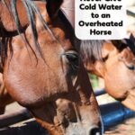why you should never give cold water to an overheated horse.