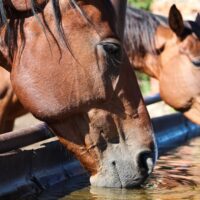 Horses drinking water from a trough.