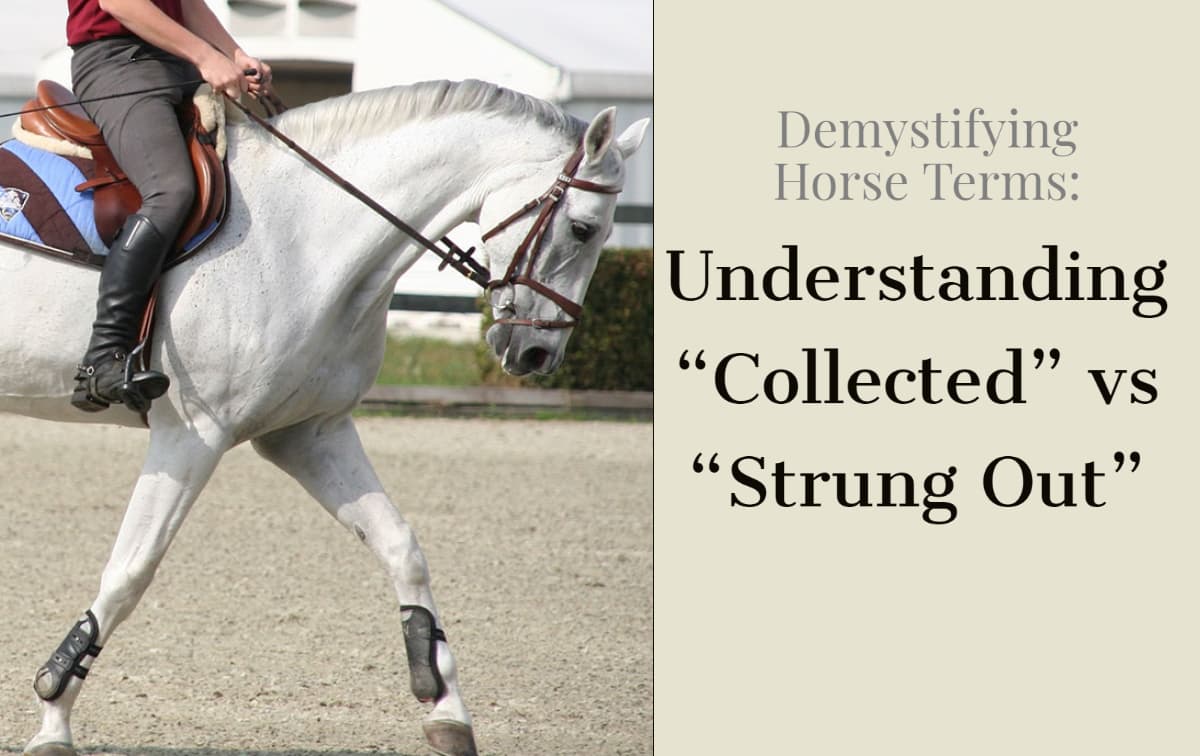 How to recognize collection in horses and tell the difference between collected and strung out horses
