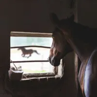 A horse in a dark stall looking at a horse galloping outside.