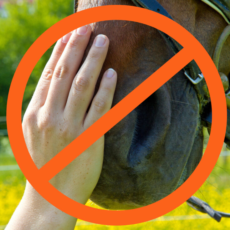 How to Pet a Horse A Simple Guide for the HorseClueless