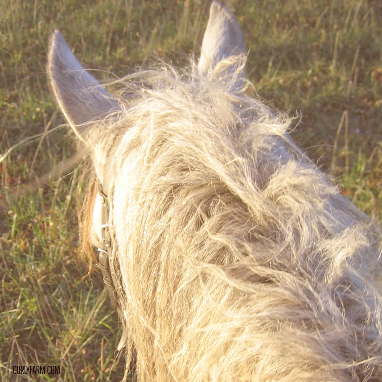 Horse with a split mane, shown from above.