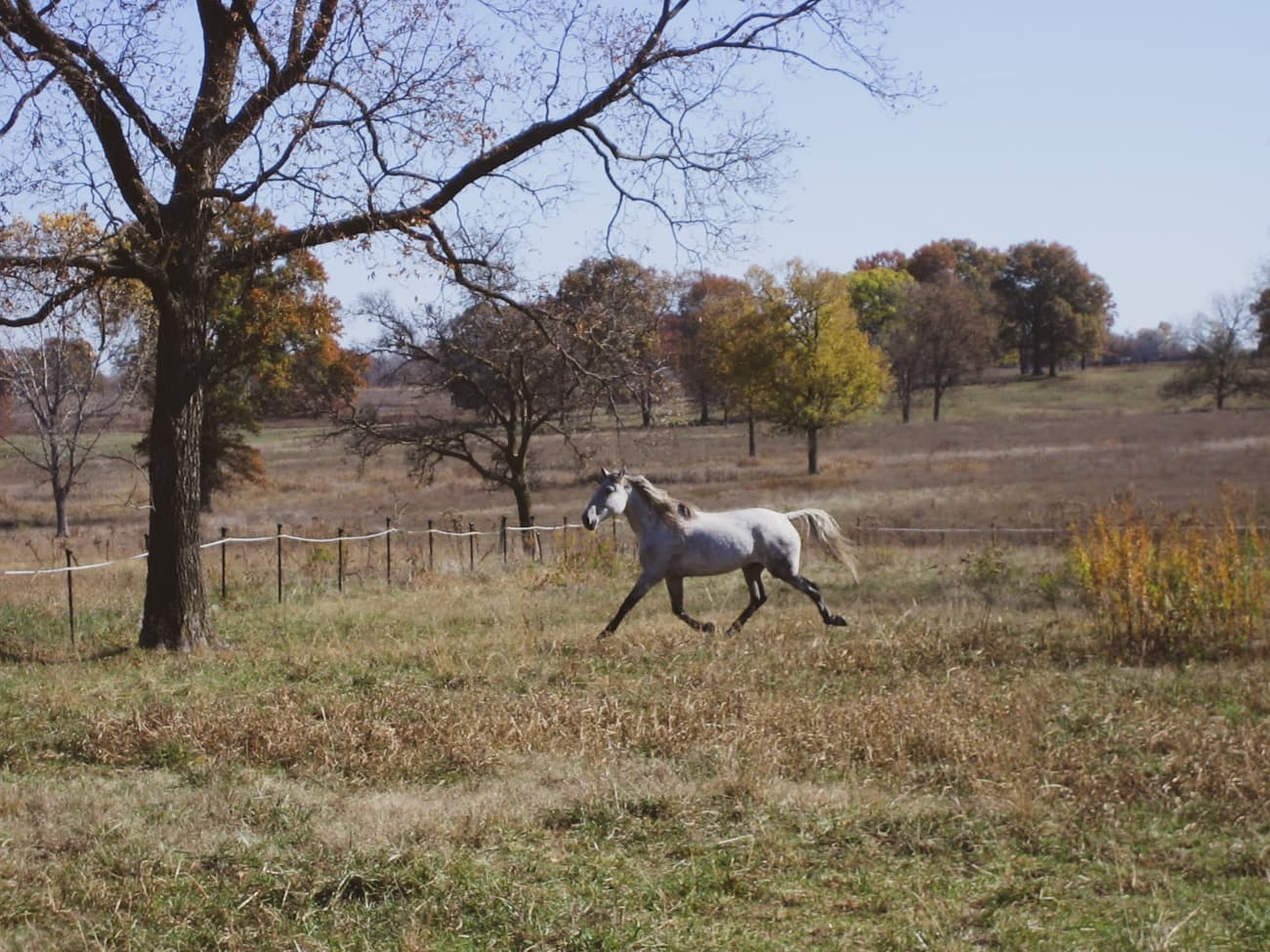 Horse loose in a pasture trotting with an extended trot similar to an advanced dressage movement