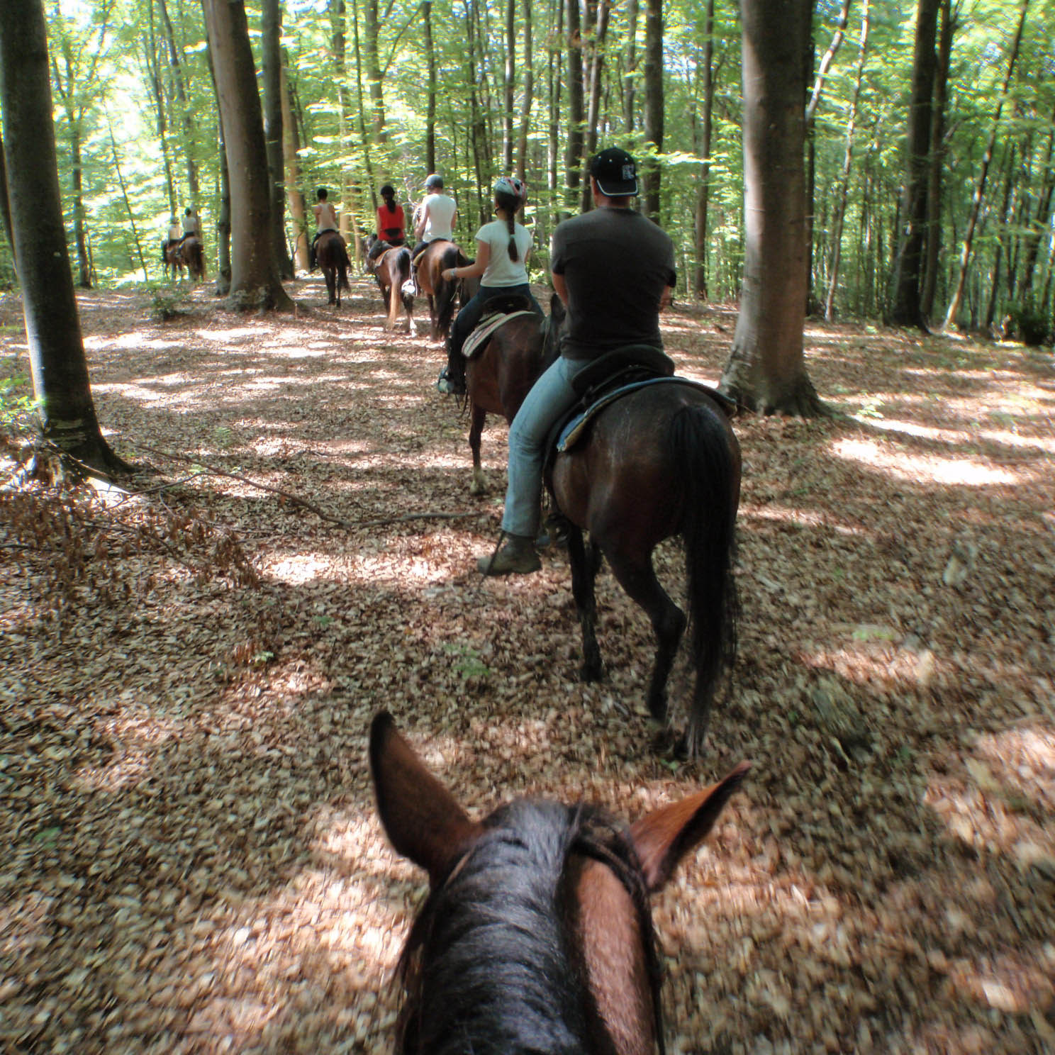 People on a trail ride through woods.
