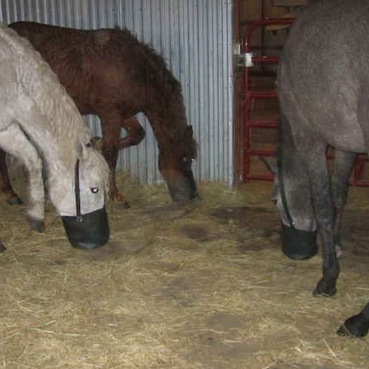 A group of 3 horses eating from feed bags in a shared horse stall.