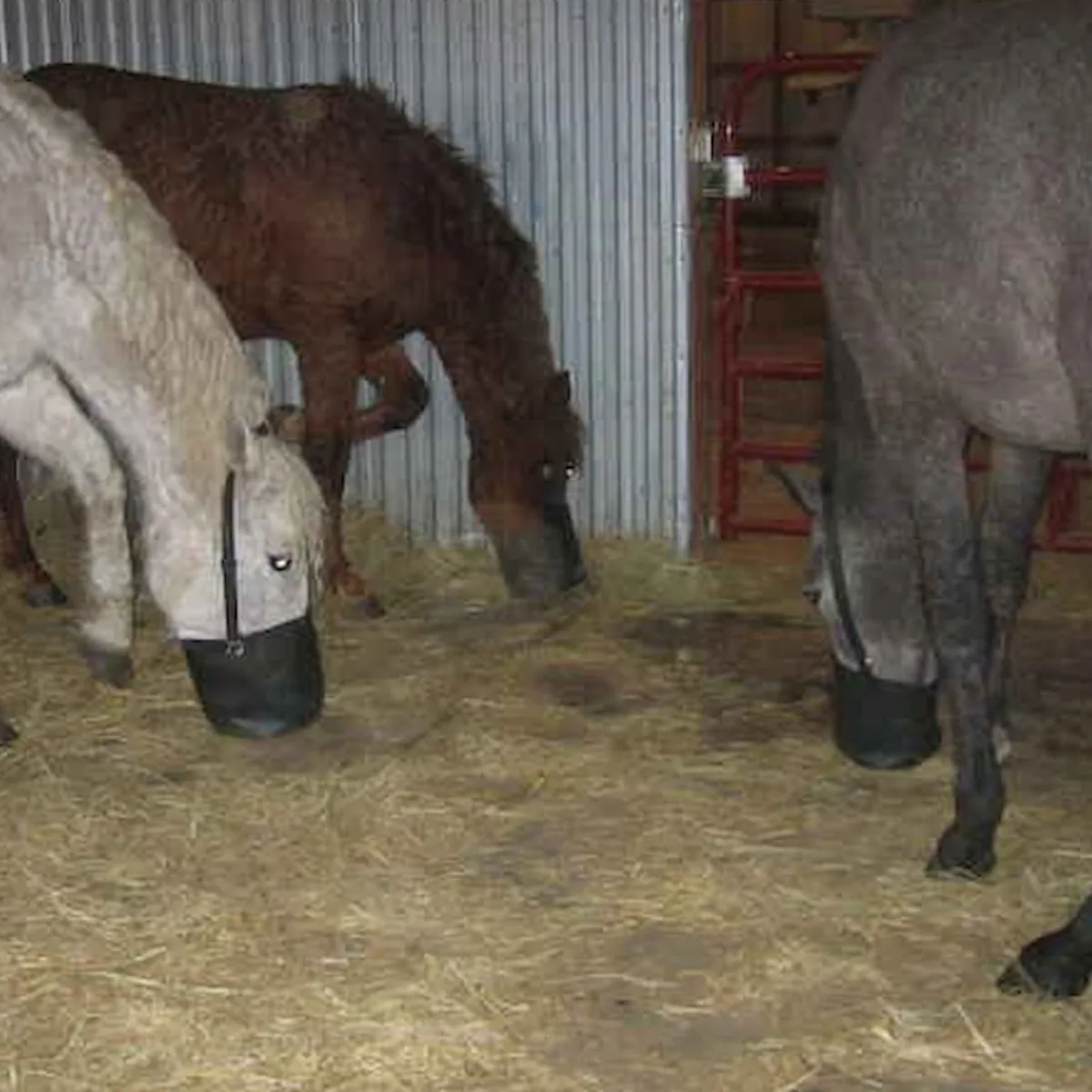 Pros Cons of Feed Bags for Horse Feeding LearningHorses