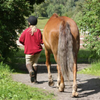 A girl walks down a path with a horse she has leased.