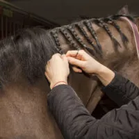 A woman's hands shown braiding a brown horse's mane.