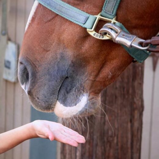Simple Tips to End Horse Head Tossing and Throwing