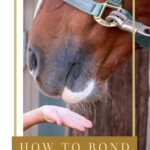 learning what your horse likes can help you create a stronger friendship