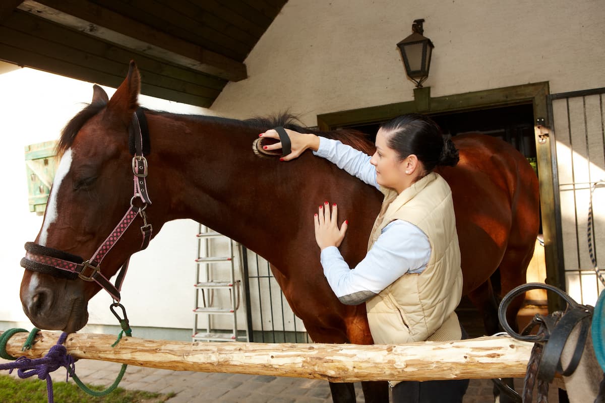 Grooming a horse can be a good way to start working with a fear of horses.