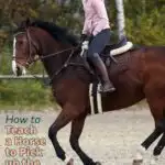 How to teach a horse to pick up the correct lead every time.