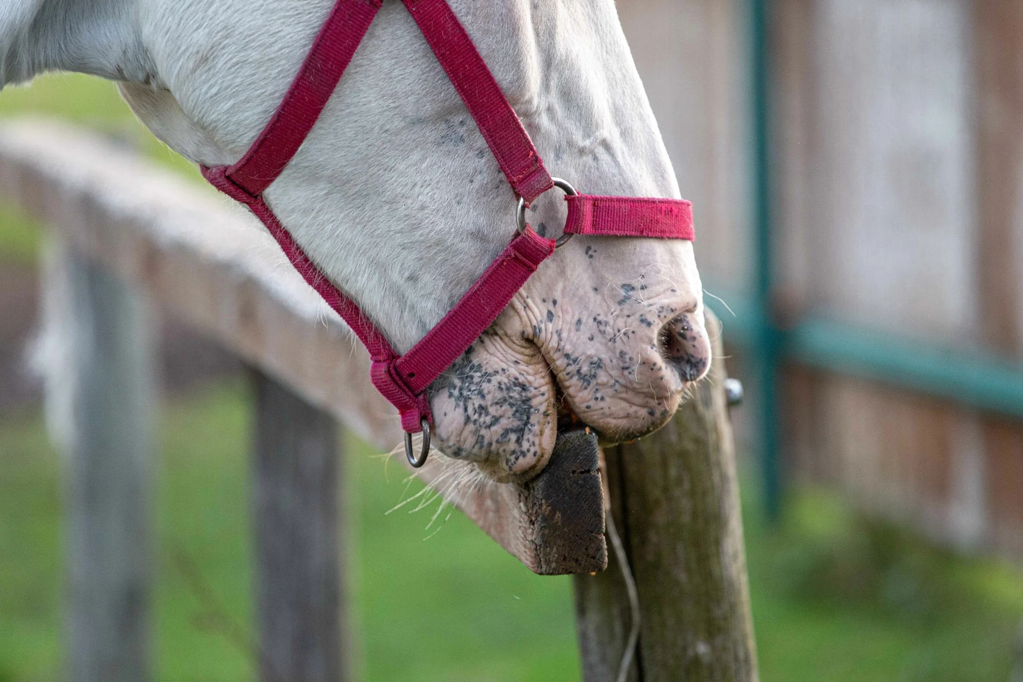 white horse in red halter chewing on a wood fence.